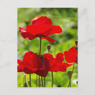 corb papaver briefkaart