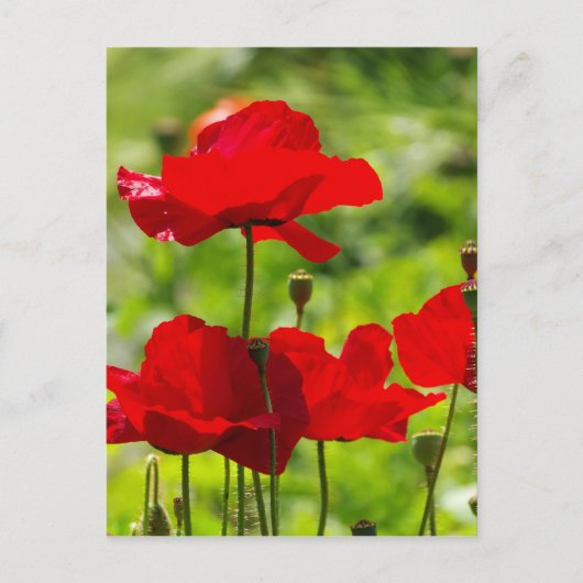 corb papaver briefkaart (Voorkant)