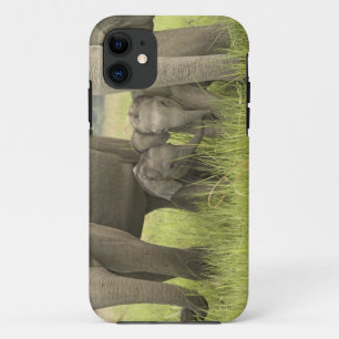 Corbett National Park, Uttaranchal, India. Case-Mate iPhone Case