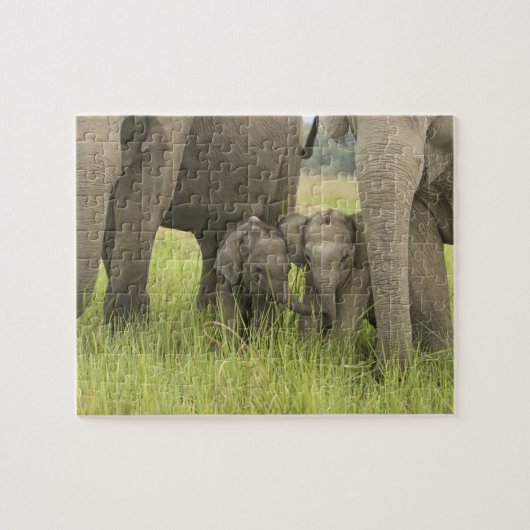Corbett National Park, Uttaranchal, India. Legpuzzel (Horizontaal)