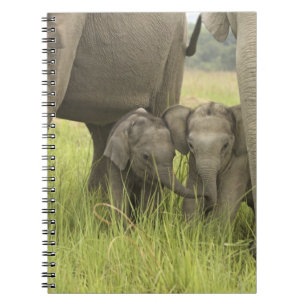 Corbett National Park, Uttaranchal, India. Notitieboek