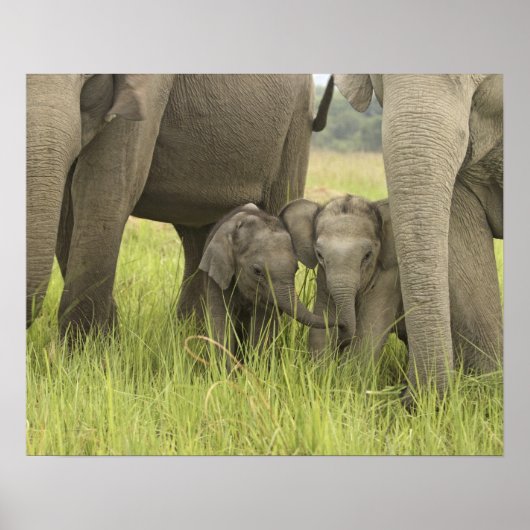 Corbett National Park, Uttaranchal, India. Poster (Voorkant)