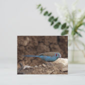 Cordon-Bleu Briefkaart (Staand voorkant)