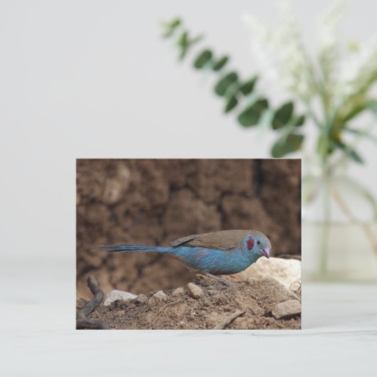 Cordon-Bleu Briefkaart (Staand voorkant)