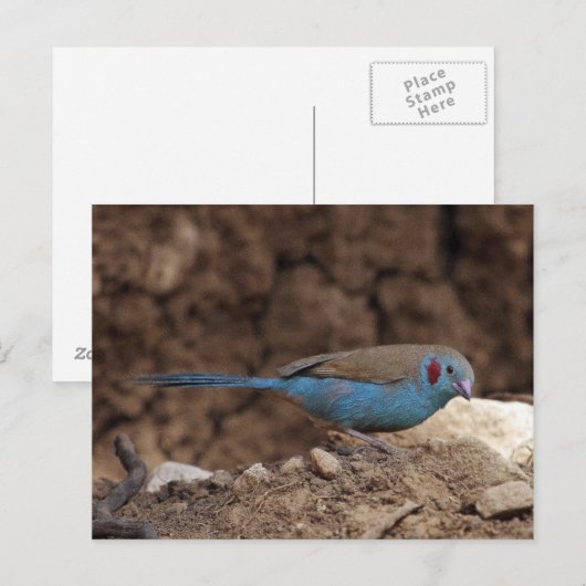 Cordon-Bleu Briefkaart (Voorkant / Achterkant)