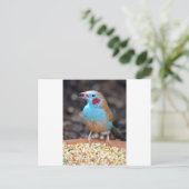 Cordon Bleu Finch Briefkaart (Staand voorkant)