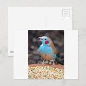 Cordon Bleu Finch Briefkaart (Voorkant / Achterkant)