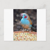 Cordon Bleu Finch Briefkaart (Voorkant)