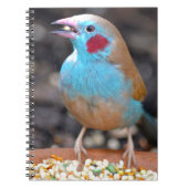Cordon Bleu Finch Notitieboek (Voorkant)