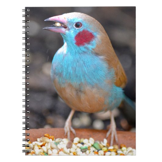 Cordon Bleu Finch Notitieboek (Voorkant)