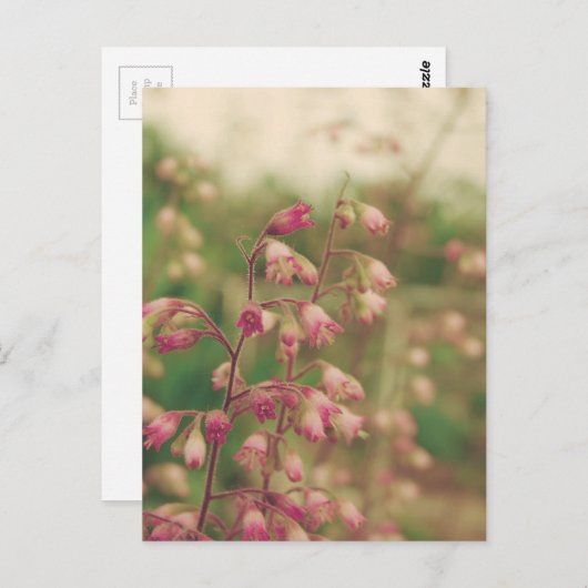 Corelbells, lentevloeren briefkaart (Voorkant / Achterkant)