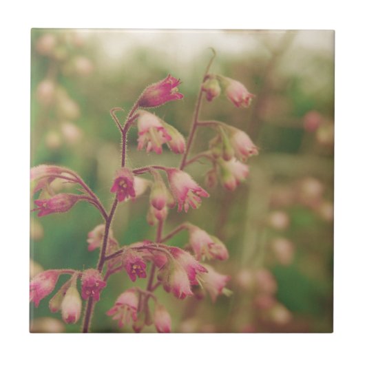 Corelbells, lentevloeren tegeltje (Voorkant)