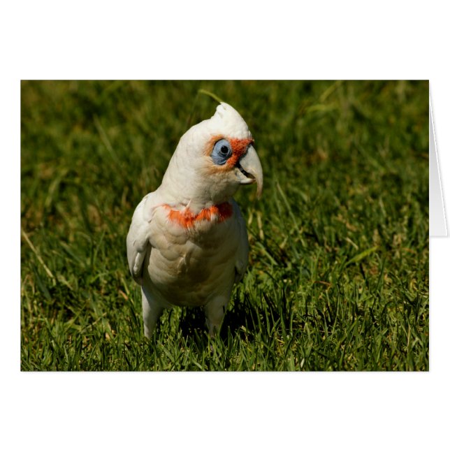 Corella beak-vogelveren vliegen Australische vogel (Voorkant Horizontaal)