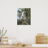 Corella Bird Poster (Keuken)