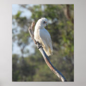Corella Bird Poster (Voorkant)