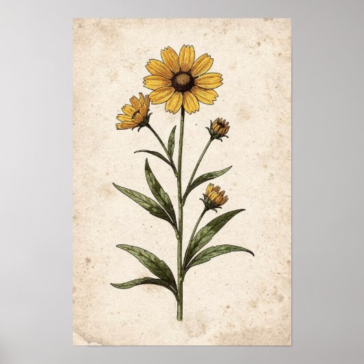 Coreopsis botanische print (Voorkant)