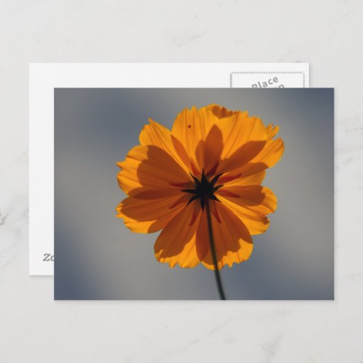 Coreopsis Briefkaart (Voorkant / Achterkant)