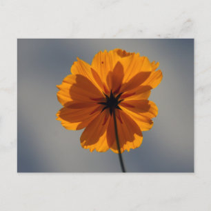 Coreopsis Briefkaart