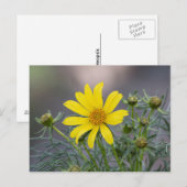Coreopsis briefkaart (Voorkant / Achterkant)