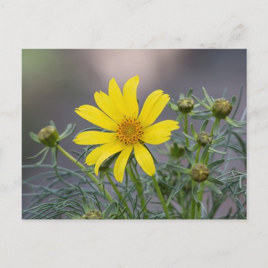 Coreopsis briefkaart (Voorkant)