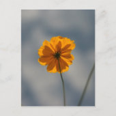 Coreopsis Briefkaart (Voorkant)