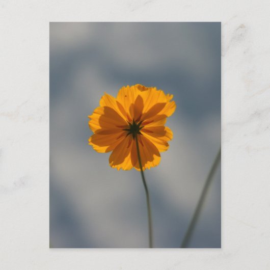Coreopsis Briefkaart (Voorkant)