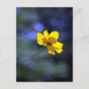 Coreopsis Briefkaart