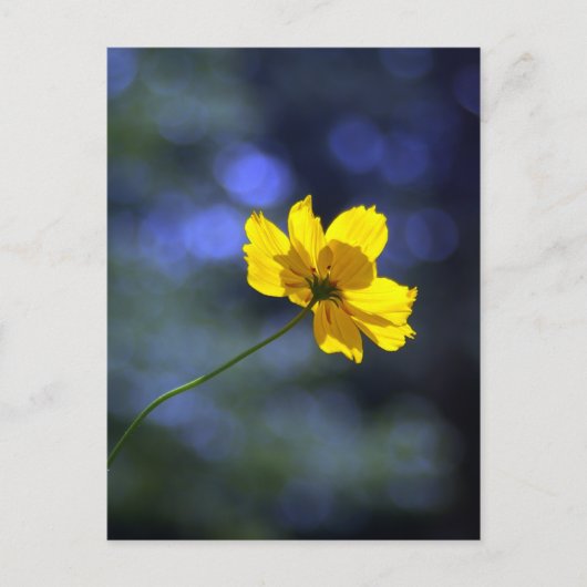 Coreopsis Briefkaart (Voorkant)