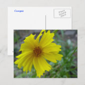 Coreopsis Briefkaart (Voorkant / Achterkant)