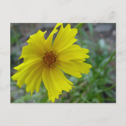Coreopsis Briefkaart (Voorkant)