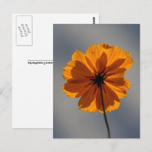 Coreopsis Briefkaart (Voorkant / Achterkant)