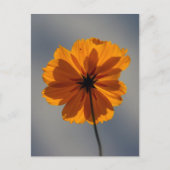 Coreopsis Briefkaart (Voorkant)