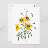coreopsis (Coreopsis elegans) van Redouté Briefkaart (Voorkant / Achterkant)