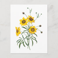 coreopsis (Coreopsis elegans) van Redouté