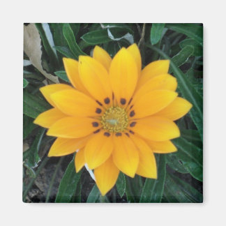 coreopsis magneet