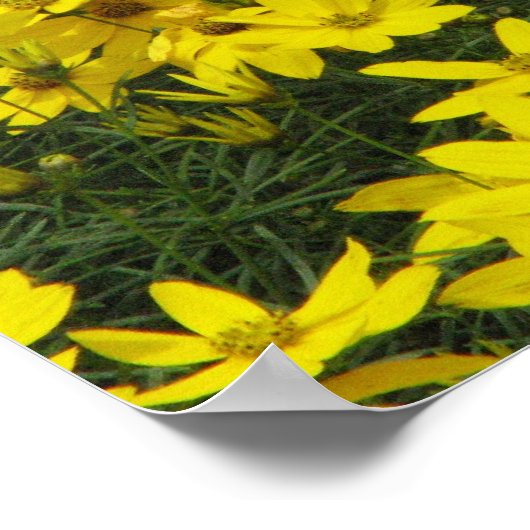 Coreopsis Print (Hoek)