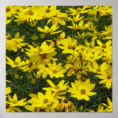 Coreopsis Print (Voorkant)