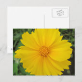 Coreopsis Yellow Flower Bloom Briefkaart (Voorkant / Achterkant)