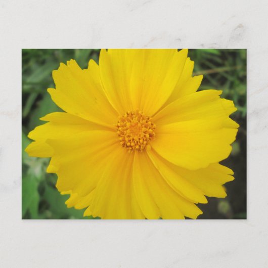Coreopsis Yellow Flower Bloom Briefkaart (Voorkant)