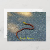 Corfu, Griekenland Briefkaart (Voorkant / Achterkant)