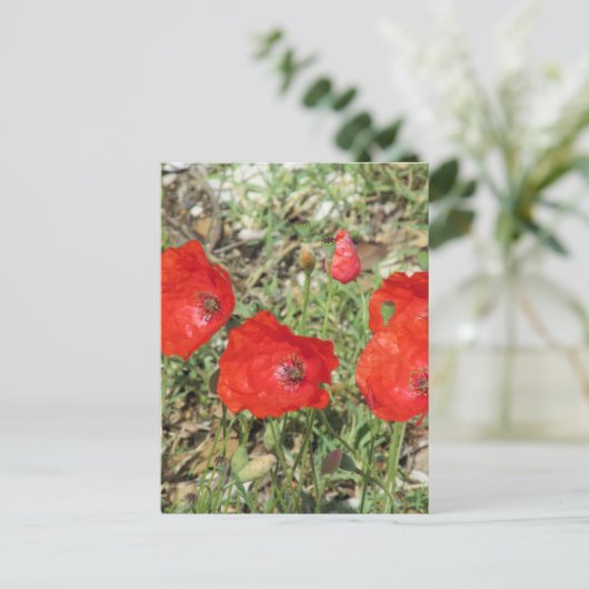 Corfu Red Poppies Briefkaart (Staand voorkant)