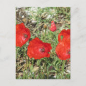 Corfu Red Poppies Briefkaart (Voorkant)