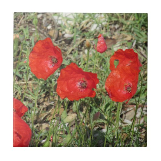 Corfu Red Poppies Ceramic Tile Tegeltje (Voorkant)