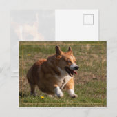 Corgi Briefkaart (Voorkant / Achterkant)