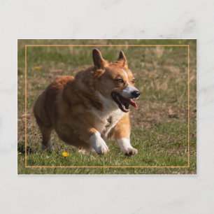 Corgi Briefkaart