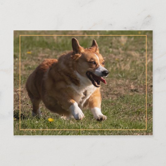 Corgi Briefkaart (Voorkant)