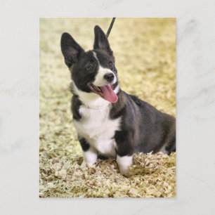 Corgi Briefkaart