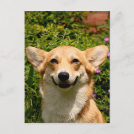 Corgi Briefkaart