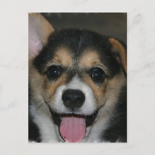 Corgi Dog Briefkaart (Voorkant)