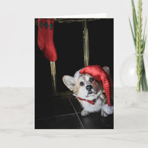 Corgi Elf Op zoek naar kerstkaart Feestdagen Kaart